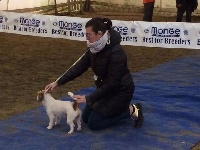 Étalon Jack Russell Terrier - Violetta perla preziosa Dei Bordigotti