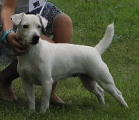Étalon Jack Russell Terrier - Fanfan de L'Etang de Freville