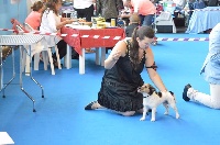 Étalon Jack Russell Terrier - Tiffany tenerosa Dei Bordigotti