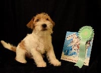 Étalon Jack Russell Terrier - Glitter Jack My little napoleon