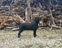 Étalon Labrador Retriever - kowalski Angelo dit balto