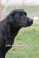 Étalon Labrador Retriever - Lola des Vergers de Taly