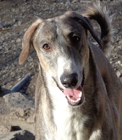 Étalon Levrier polonais - Ancymon rodu abigeus