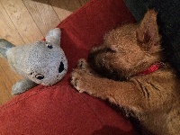 Étalon Norwich Terrier - Myla (dit muffin) von phoenixson