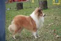 Étalon Shetland Sheepdog - L'été des amours des lutins de Cassiopée