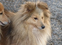 Étalon Shetland Sheepdog - julia style Framboise