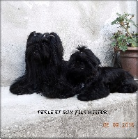 Étalon Shih Tzu - Jolie perle noire De la vallee des lutins bleus