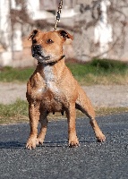 Étalon Staffordshire Bull Terrier - Ictis des terres de la Munia