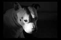 Étalon Staffordshire Bull Terrier - Lazy gaïa des Chasseurs D'Ombre