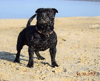 Étalon Staffordshire Bull Terrier - I m jecco By familystaff