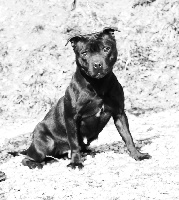 Étalon Staffordshire Bull Terrier - Hold Up Favelas