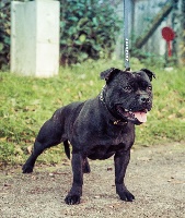 Étalon Staffordshire Bull Terrier - (Sans Affixe) Skillstaff janet jackson