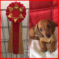 Étalon Teckel poil ras - Monetina junior wonderful red Dei Bordigotti