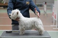 Étalon West Highland White Terrier - Easy Jon's Item