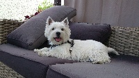 Étalon West Highland White Terrier - Joystick (Sans Affixe)