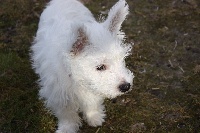 Étalon West Highland White Terrier - Maybis Du Mont Cocyjowy