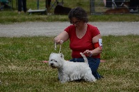 Étalon West Highland White Terrier - Jemaa du mat des oyats