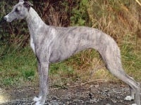 Étalon Whippet - Doddridge Look at me