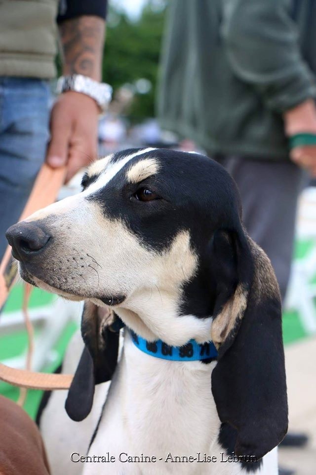  Auteur : Caillol Pierre