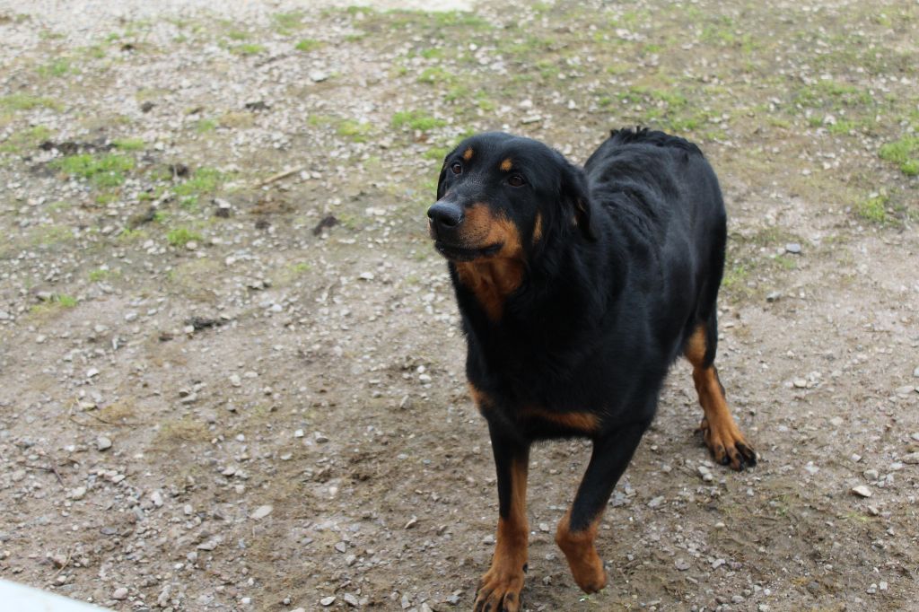 Ilou Des dames Chanoinesses