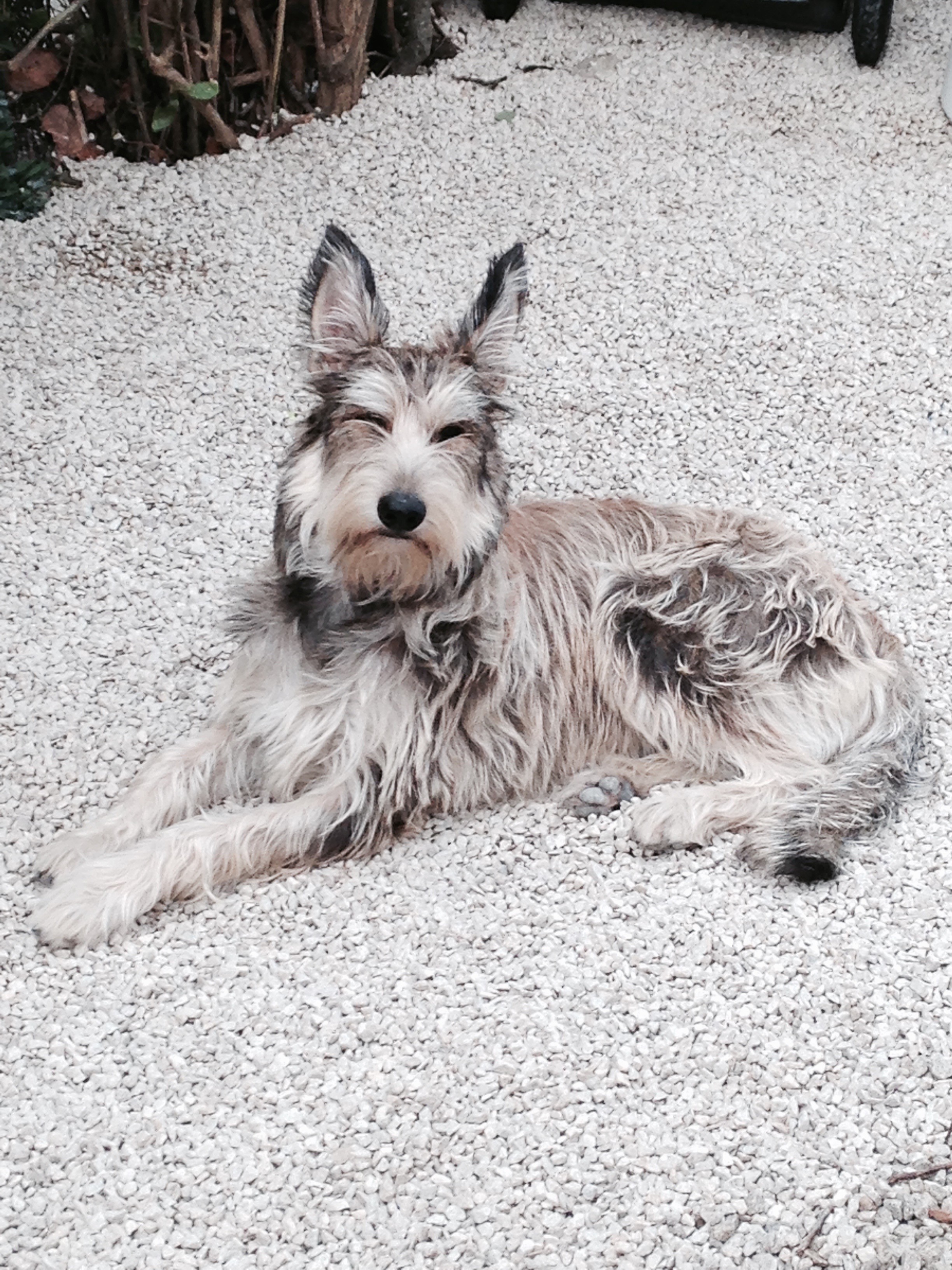 Publication : Du Ranch Picard Breizh 