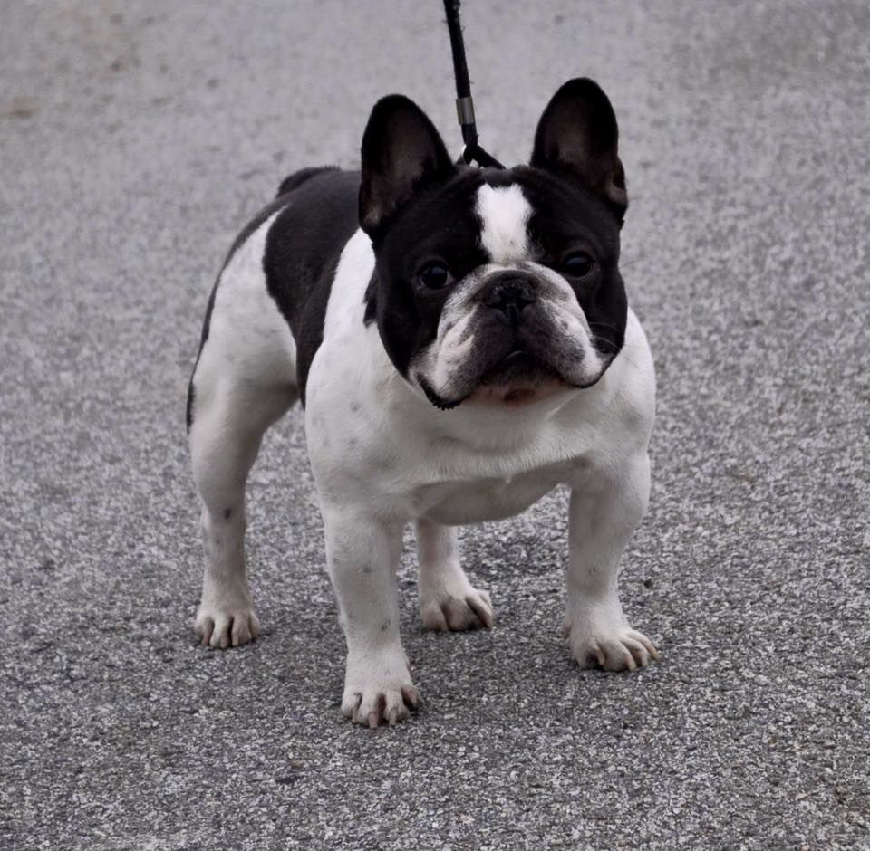 CH. frustyle Impress