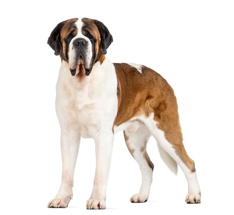 CH. Gmail secret dit grabouillon ki braz des Terres du Dognon