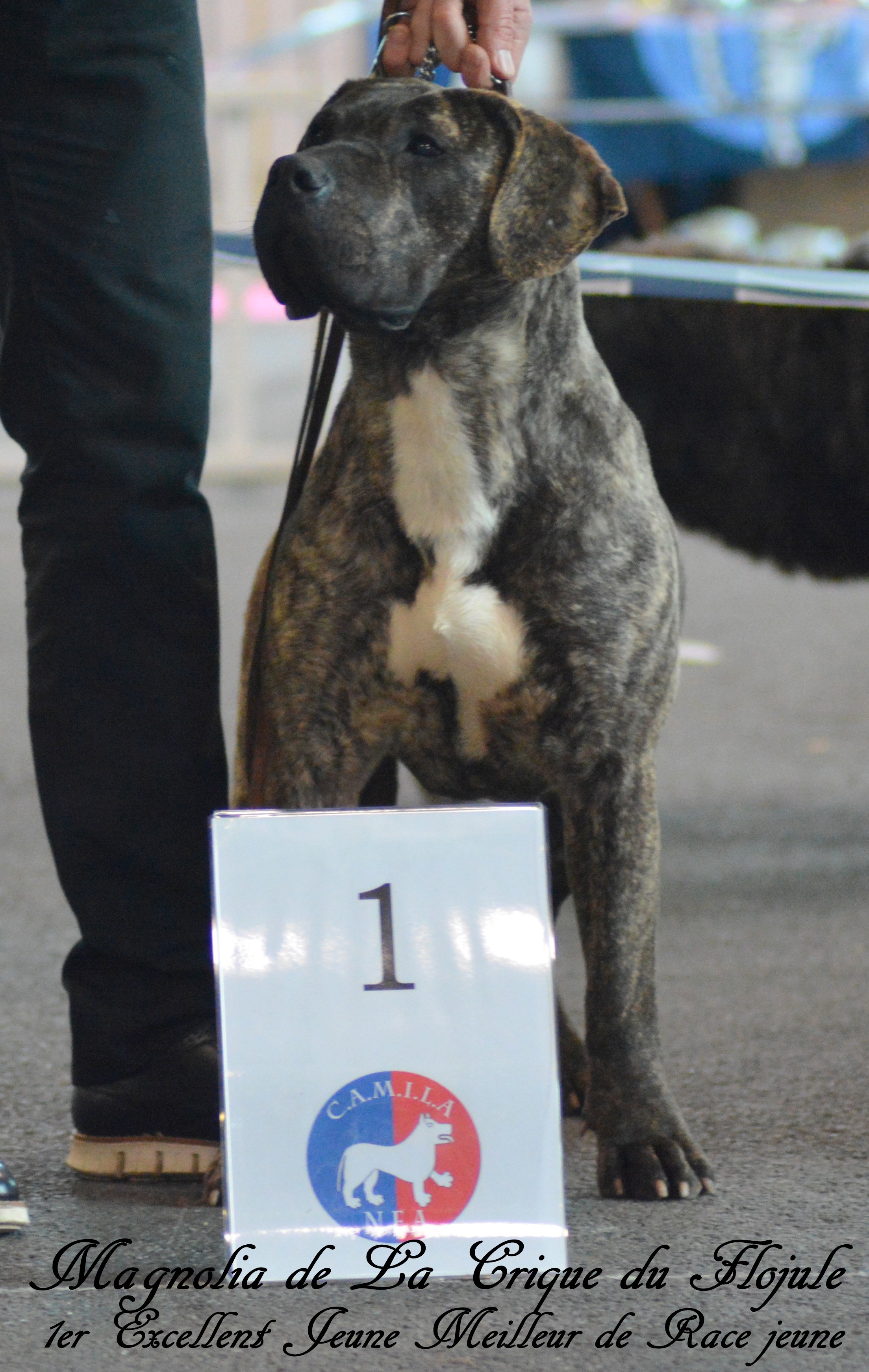 CH. Magnolia De la crique du Flojule