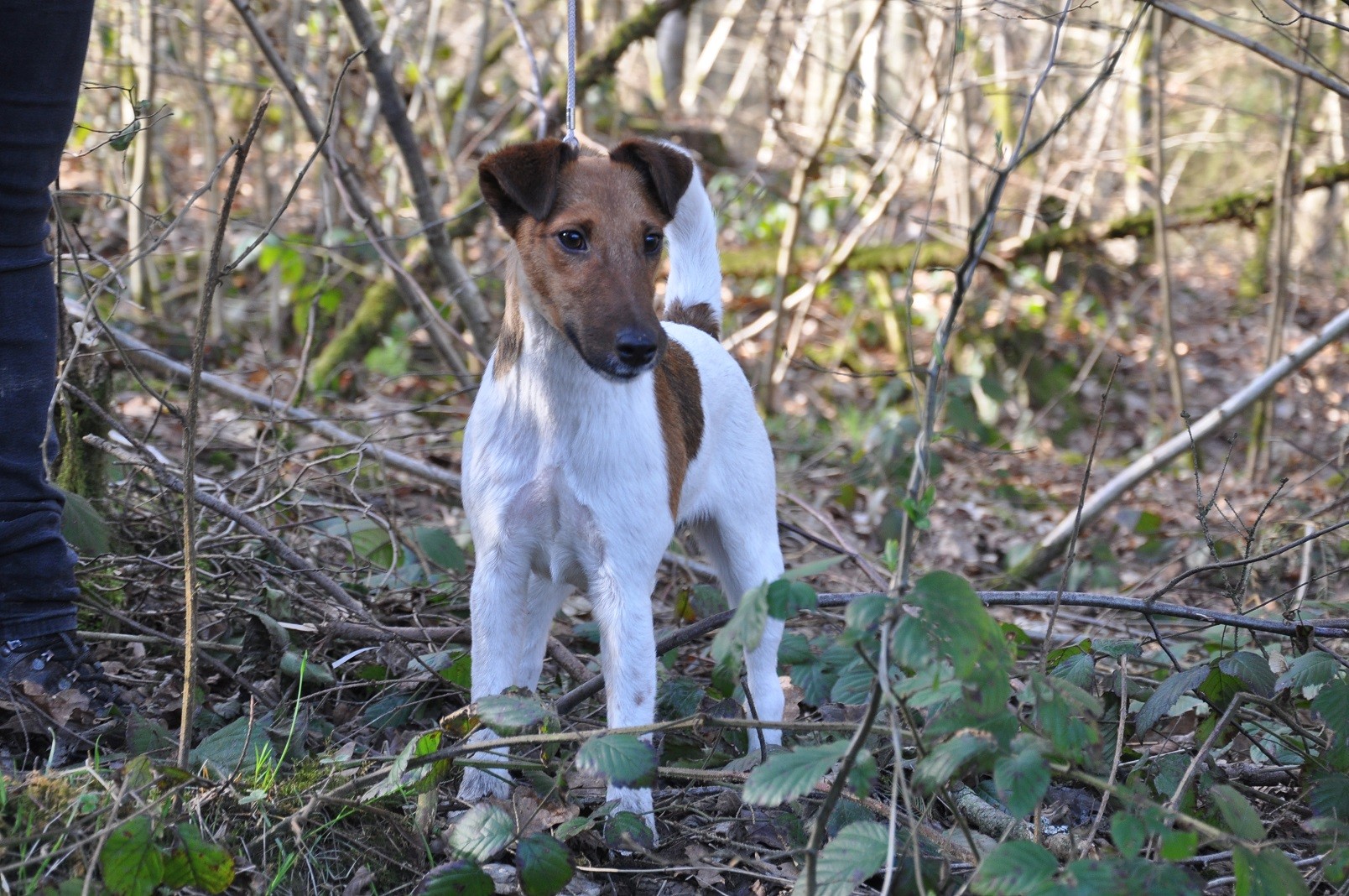 Publication : Belpirouette Auteur : Deparis