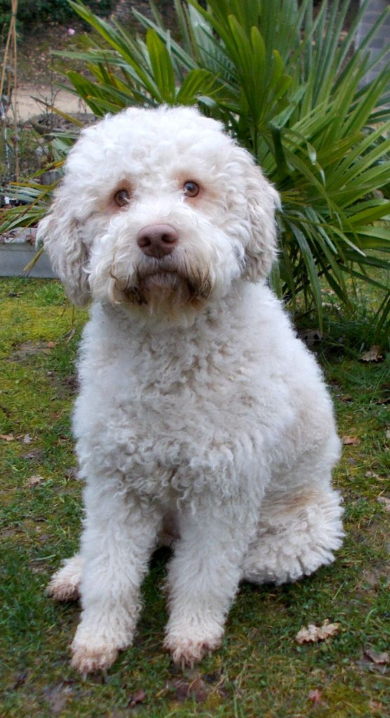 Publication : De la basse Dordogne Auteur : Bruno Raoux