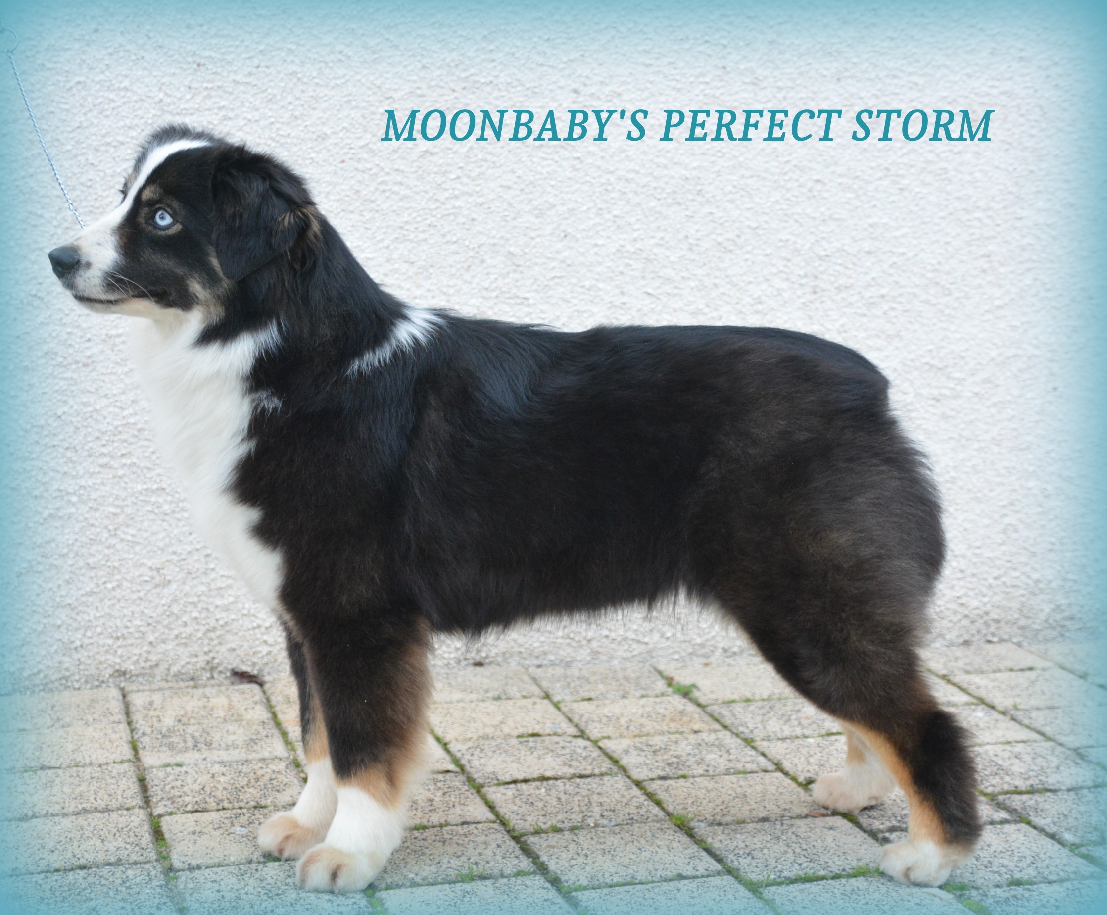 moonbaby's Perfect storm