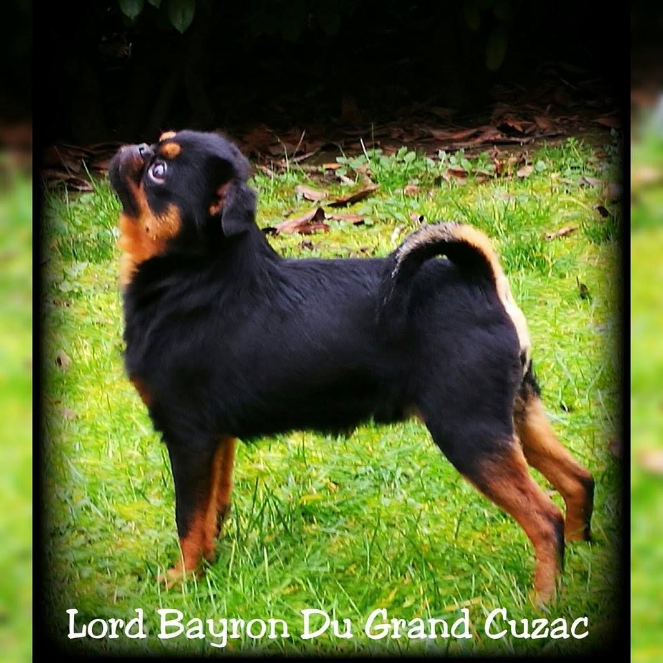 CH. Lord bayron du Grand Cuzac