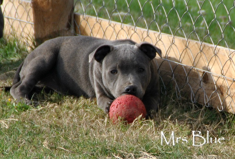 Publication : de la maison des fées 
