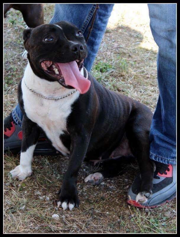 Publication : Anastasia Ramos Postiga Rossetti Auteur : PSP