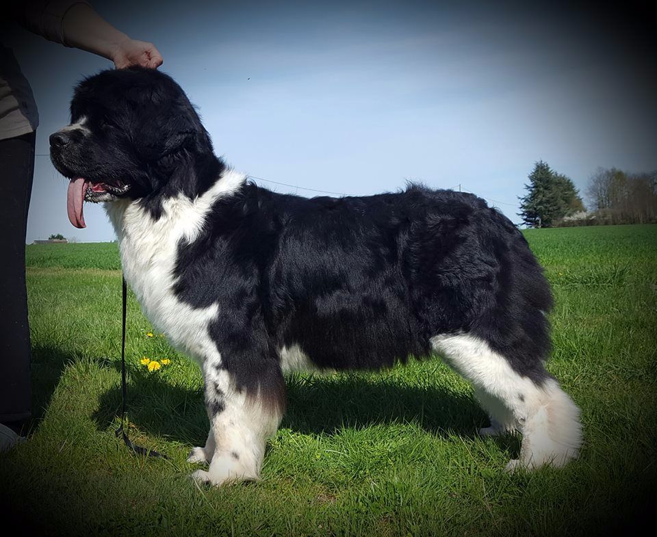 Publication : du Haras des Pierres de Lune Auteur : Hélène Moineau