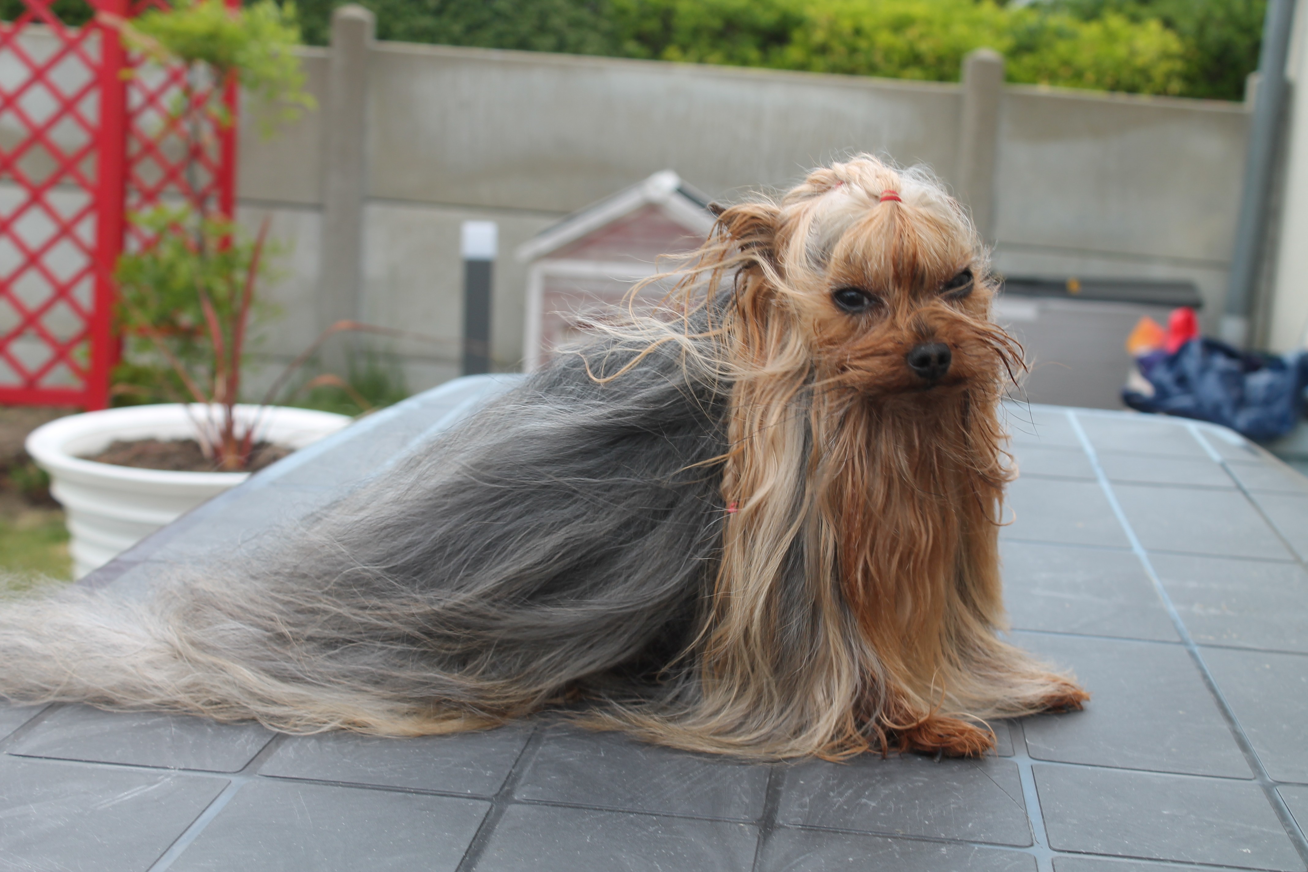 Publication : De la vierge doree Auteur : minie