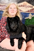 Étalon Chiens suedois de Laponie - CH. Sami-Ursus Obama