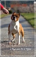 Étalon American Staffordshire Terrier - Lucifer De L'empreinte De L'espoir