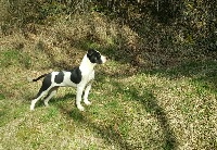Étalon American Staffordshire Terrier - Scott's White rock devil lady