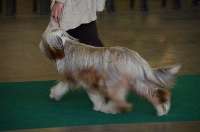 Étalon Bearded Collie - Something Else I will always love you