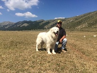 Étalon Berger de la Maremme et des Abruzzes - CH. Fiero (Sans Affixe)