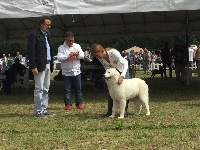 Étalon Berger de la Maremme et des Abruzzes - Ombra Del Montelarco