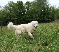 Étalon Berger de la Maremme et des Abruzzes - CH. Rubino della perla maremmana