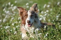 Étalon Border Collie - Himagine opale des Terres d'Overcoss