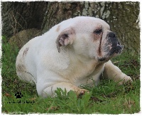 Étalon Bulldog Anglais - Lola des Gardiens des Ifs