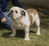 Étalon Bulldog Anglais - La chata Auguri