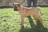 Étalon Bullmastiff - Jess des jardin's d'atlantis