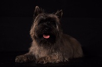 Étalon Cairn Terrier - Ioda de walescot