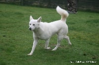 Étalon Canaan Dog - nizzana Romoth asya