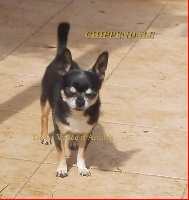 Étalon Chihuahua - Chippendale du clos des Mouyssoux